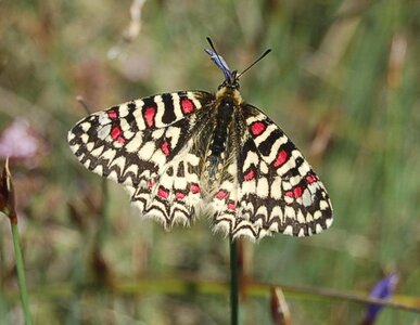 Papilionidae- Parnassiinae Zerynthiini Zerynthia rumina-Gagnières, DSC_0107a