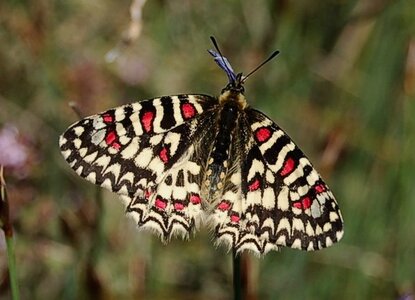 Papilionidae- Parnassiinae Zerynthiini Zerynthia rumina-Gagnières, DSC_0109a
