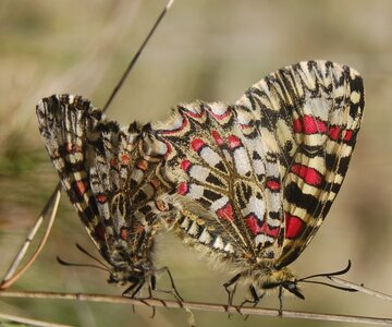 Papilionidae- Parnassiinae Zerynthiini Zerynthia rumina-Gagnières, DSC_0112
