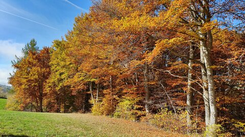 2019 10 29 Bois des Communs, 20191029_114533