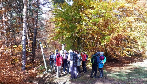 2019 10 29 Bois des Communs Monique, 003