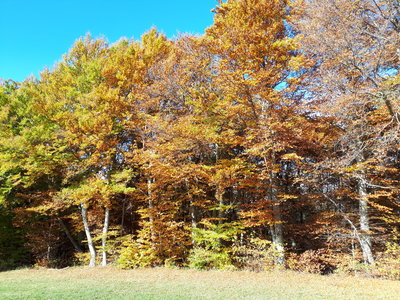 2019 10 29 Bois des Communs Monique, 004