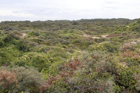 2019_0906 sentier côtier de Bray-Dunes à Etaples, IMG_0685 la dune marchand_z
