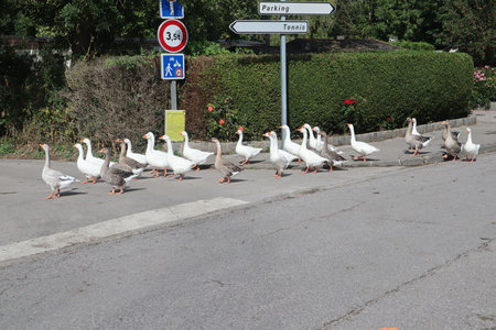 2019_0906 sentier côtier de Bray-Dunes à Etaples, IMG_0726 bergues_z