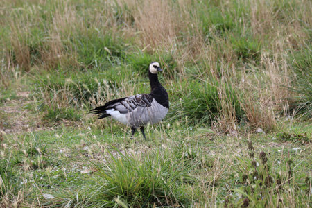 2019_0906 sentier côtier de Bray-Dunes à Etaples, IMG_0779 ferme vandenbroucke_z