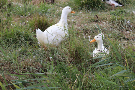 2019_0906 sentier côtier de Bray-Dunes à Etaples, IMG_0780 ferme vandenbroucque_z