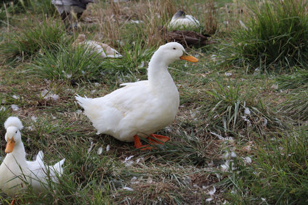 2019_0906 sentier côtier de Bray-Dunes à Etaples, IMG_0781 ferme vandenbroucque_z
