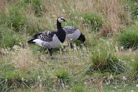 2019_0906 sentier côtier de Bray-Dunes à Etaples, IMG_0782 ferme vandenbroucke_z