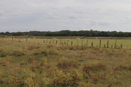 2019_0906 sentier côtier de Bray-Dunes à Etaples, IMG_0839 les hemmes de marck_z