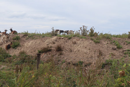 2019_0906 sentier côtier de Bray-Dunes à Etaples, IMG_0841 entre les hemmes de marck et le centre jules ferry_z