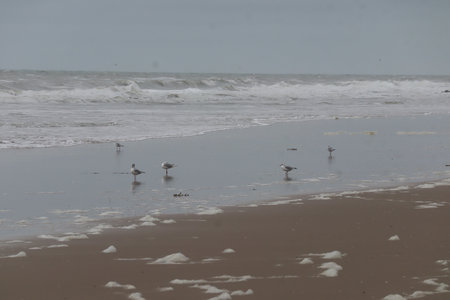 2019_0906 sentier côtier de Bray-Dunes à Etaples, IMG_1001 equihen plage_z