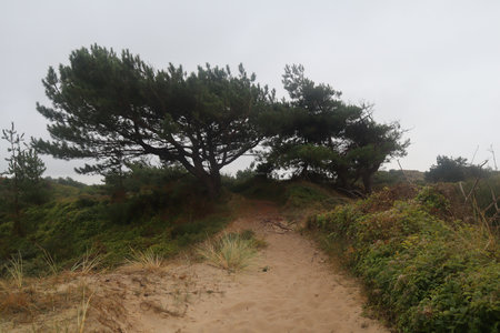 2019_0906 sentier côtier de Bray-Dunes à Etaples, IMG_1013 dune du mont st frieux_z