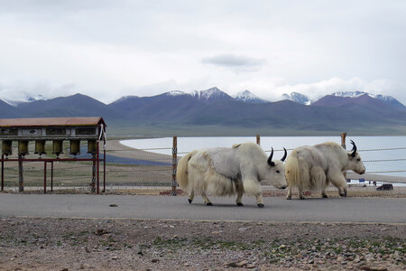 Tibet 2019 , J13_BJM_1615 