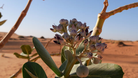 Mauritanie 2019, P1022236