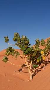 Mauritanie 2019, P1022238