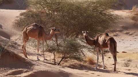 Mauritanie 2019, P1022250