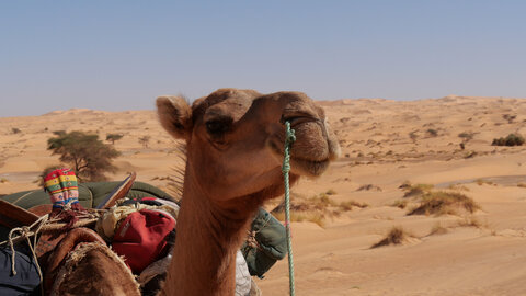 Mauritanie 2019, P1022260