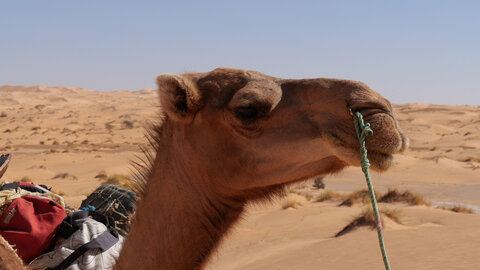 Mauritanie 2019, P1022261
