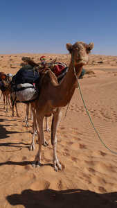 Mauritanie 2019, P1022262