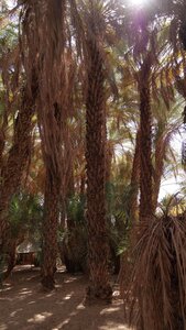 Mauritanie 2019, P1022270