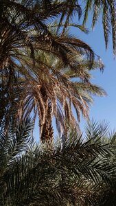 Mauritanie 2019, P1022272