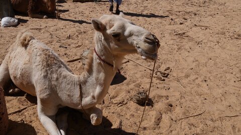Mauritanie 2019, P1022281
