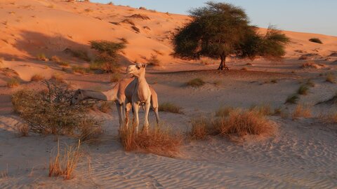 Mauritanie 2019, P1022293