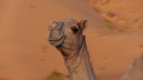 Mauritanie 2019, P1022295