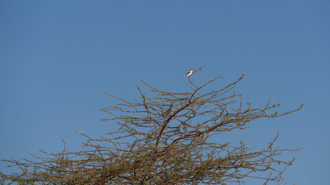 Mauritanie 2019, P1022309
