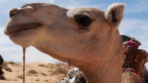 Mauritanie 2019, P1022318