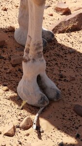 Mauritanie 2019, P1022321