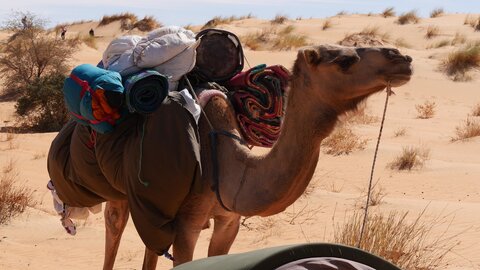 Mauritanie 2019, P1022322