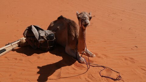 Mauritanie 2019, P1022323