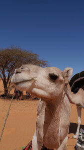 Mauritanie 2019, P1022324