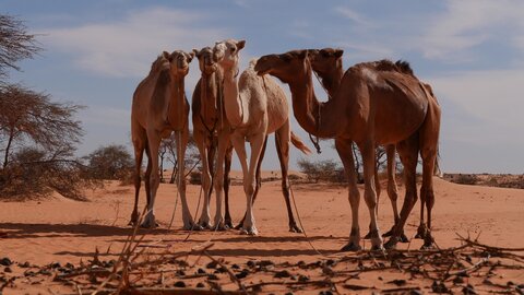 Mauritanie 2019, P1022335