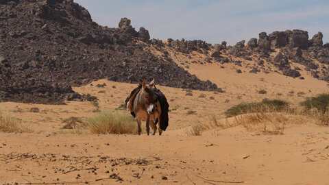 Mauritanie 2019, P1022380