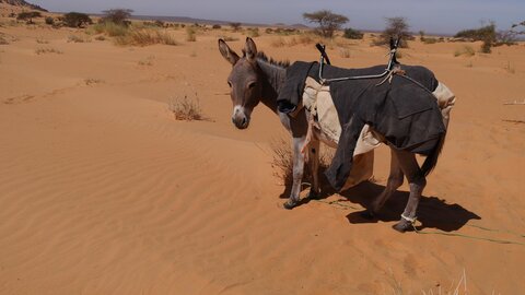 Mauritanie 2019, P1022382