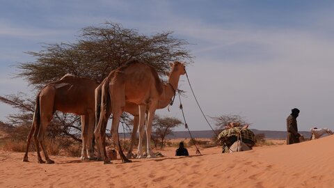 Mauritanie 2019, P1022387