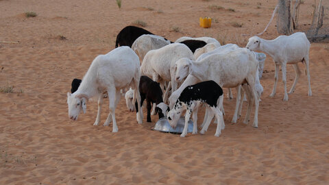 Mauritanie 2019, P1022408