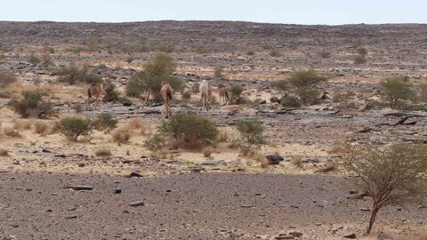 Mauritanie 2019, P1022431