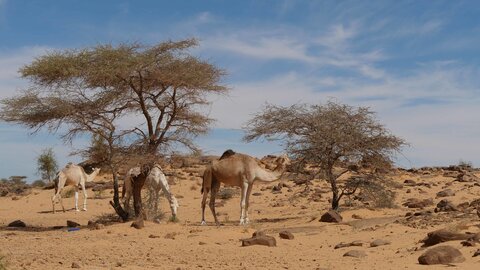 Mauritanie 2019, P1022433