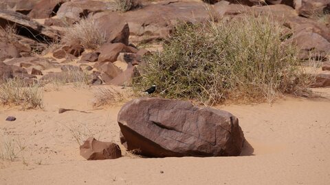 Mauritanie 2019, P1022438