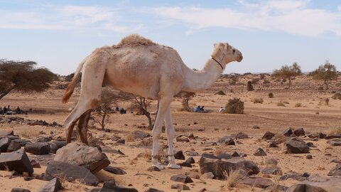 Mauritanie 2019, P1022443