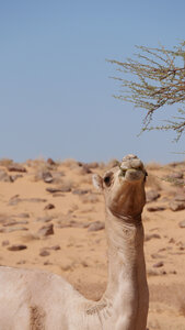 Mauritanie 2019, P1022446
