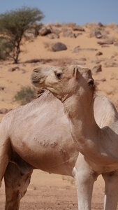 Mauritanie 2019, P1022447