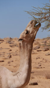 Mauritanie 2019, P1022450