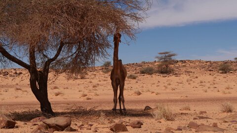 Mauritanie 2019, P1022452