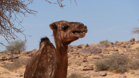 Mauritanie 2019, P1022453