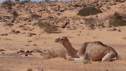 Mauritanie 2019, P1022456