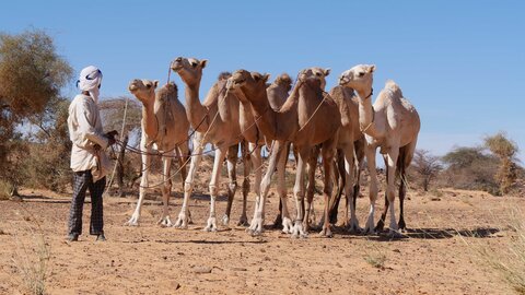 Mauritanie 2019, P1022458